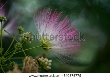 Closeup of fuzzy white and pink mimosa tree flower blooming among buds on a green background