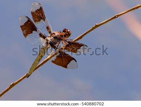 Widow Skimmer (Libellula luctuosa) view from back. Sun reflected off wings. Selective focus. blurred foliage background