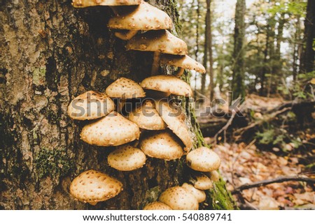Tree-dwelling mushroom on hiking path in Pictured Rocks National Lakeshore, Michigan