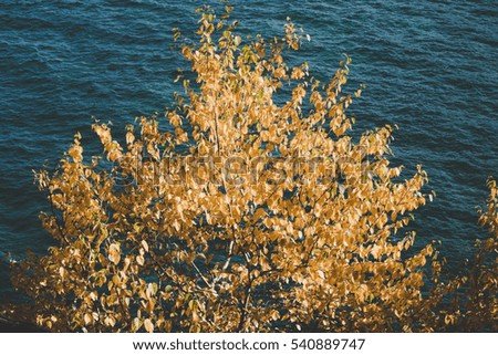 Closeup of yellow fall foliage over blue serene lake along Lake Superior in Pictured Rocks National Lakeshore, Upper Peninsula Michigan