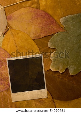 single photo frame over autumn leaves background