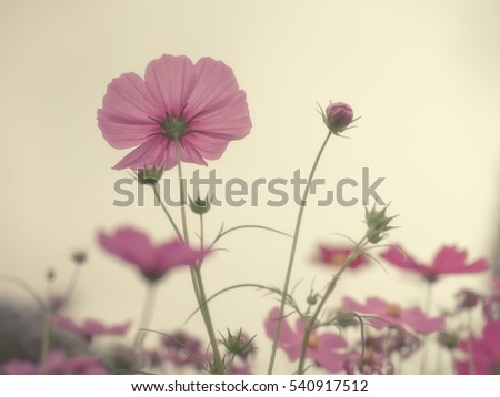 Vintage color Cosmos Flower in the field