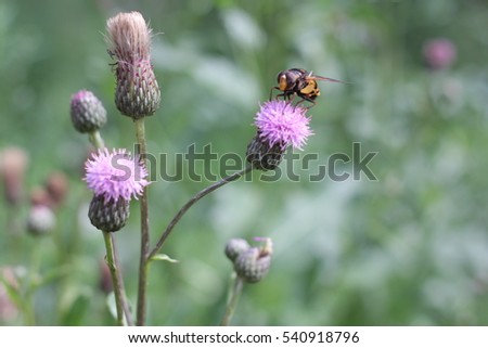Bee flying on a flower