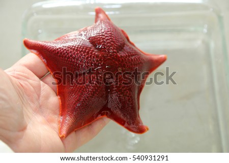 Patiria miniata aka "Bat Star" sea bat, webbed star, and broad-disk star, is a species of sea star or starfish. Live Marine Biologist specimen. A marine biologist displays its live specimen.