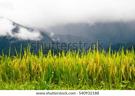 rice filed and mountain background