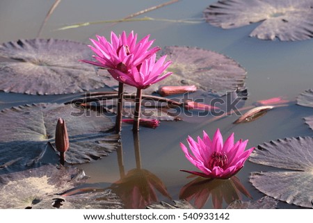Beauty water lilly flower