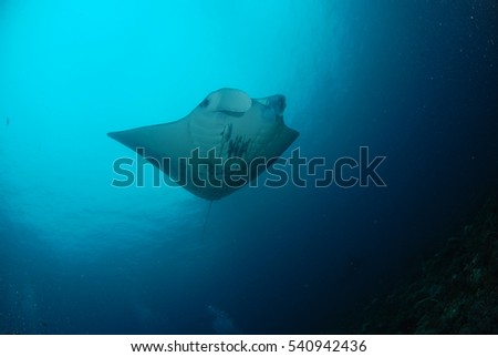 Swimming manta ray