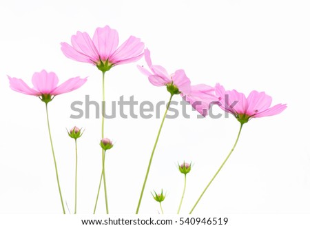 Cosmos Field with Blur Background