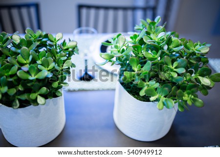 Decorative house plants on dinner table