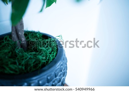 Decorative house plant