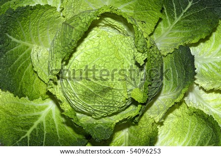 Beautiful green cabbage leaves detail