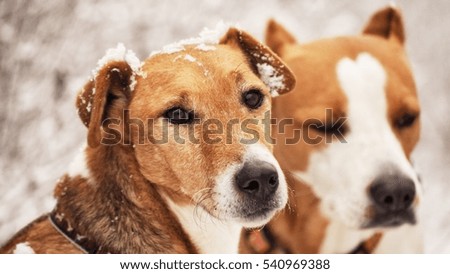 fox-terrier  snow  winter in a cold morning frosty, dog portrait of a Jack Russell terrier in outdoor in winter snow