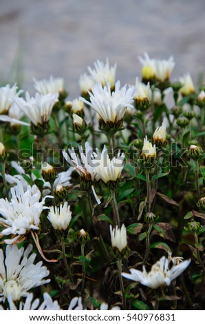 Small white chrysanthemum flower in the park