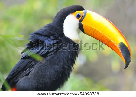 Profile portrait of toco toucan (Ramphastos toco) with his big beak strange