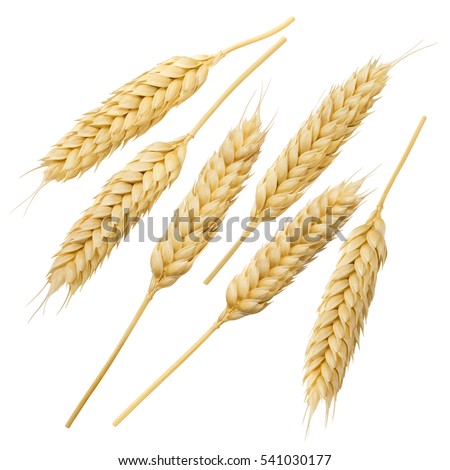 Wheat ears collection set isolated on white background 8 as flour and pasta package design element Royalty-Free Stock Photo #541030177