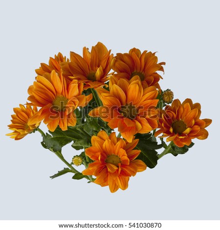 Isolated bunch of orange Chrysanthemum flower