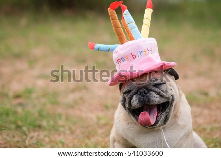 Pug dog wearing Pink happy birthday hat with blurry background.