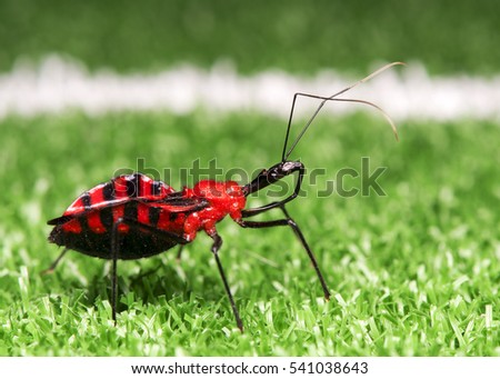 Beetle Long Neck on grass