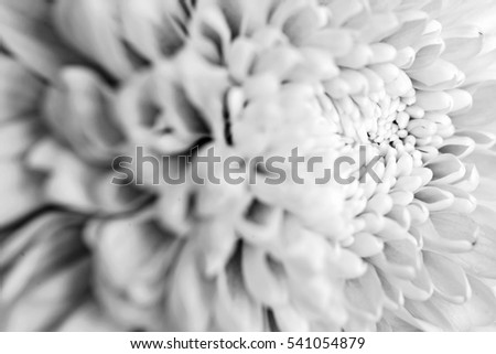 Close up black and white flower petal 