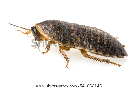 cockroach - Blaptica dubia