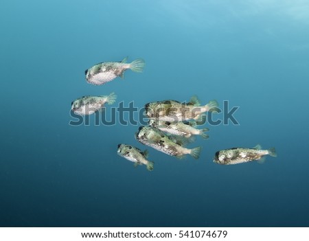 Underwater view of a school of porcupine fish swimming in blue water, Galapagos Islands, Ecuador.