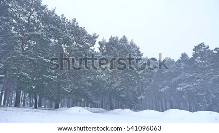 Beautiful christmas blizzard tree in winter nature landscape in late evening in snowfall landscape