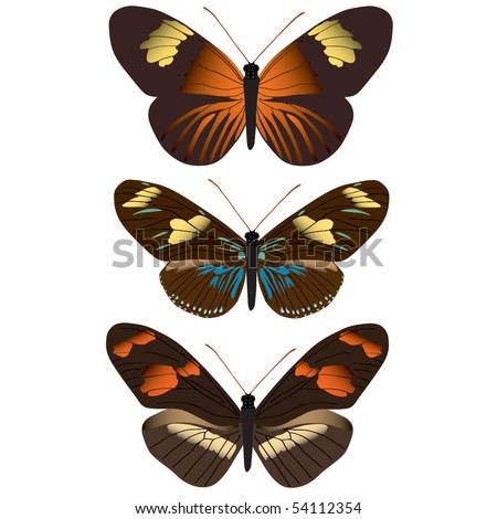Vector images of assorted butterflies