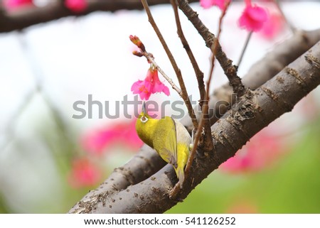 Japanese White-eye, Zosterops japonica, Cherry blossoms, sakura, green background