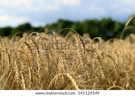 Wheat field. Golden harvest concept. Beautiful natural landscape. Background of ripening ears of wheat in sunny day. Close up.
