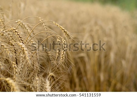 Wheat field. Golden harvest background. Beautiful natural landscape. Background of ripening ears of wheat in sunny day. Close up