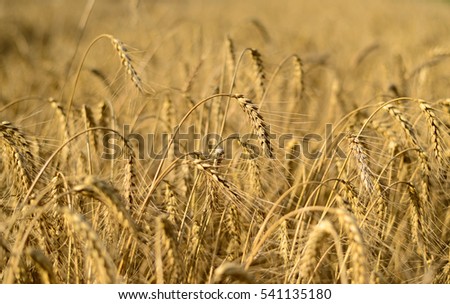 Wheat field. Golden harvest concept. Beautiful natural landscape. Background of ripening ears of wheat in sunny day. Sunset time. Close up.
