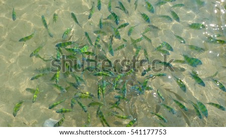 fish in the clear azure water, Koh Kai Nai island in Andaman sea , Phuket ,South of Thailand
 Royalty-Free Stock Photo #541177753