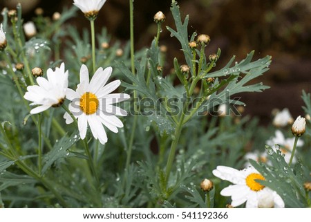 White small chrysanthemum mum flower