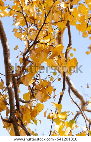 background texture of yellow leaves autumn leaf