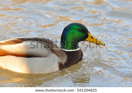 Male Mallard duck on wild river