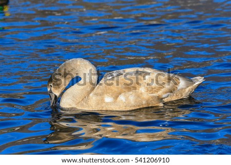 young mute swans swimming on the lake