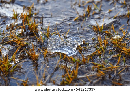 Ice flowers on the lawn in the winter
