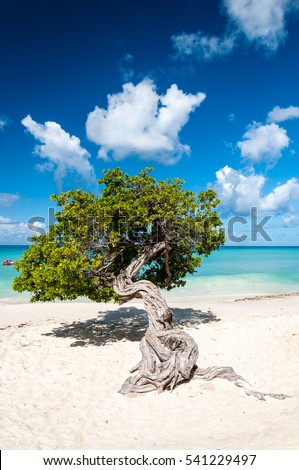Typical fofoti tree at Eagle Beach in Aruba, Netherland Antilles Royalty-Free Stock Photo #541229497