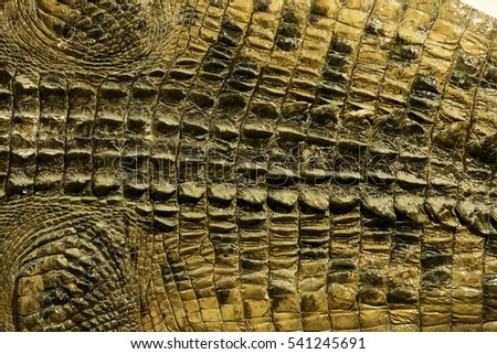 crocodile skin texture.