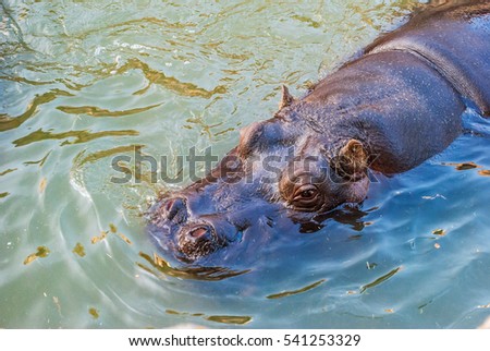Hippopotamus in the water, his head only sources. Photo with noise.