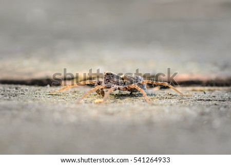 A male wolf spider is running in search of his girlfriend