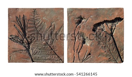 Composition of clay imprints of medicinal herbs and common garden plants - Picea, Dryopteris, Tagetes and Achillea