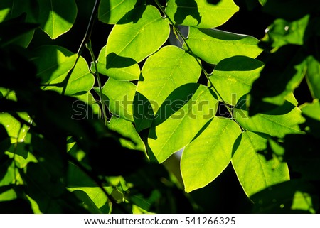 Sunlight shining through fresh green leaf in the morning at the forest.Nature background.