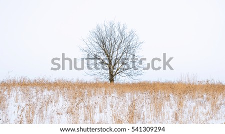 Photo of winter deciduous tree with field covered by snow