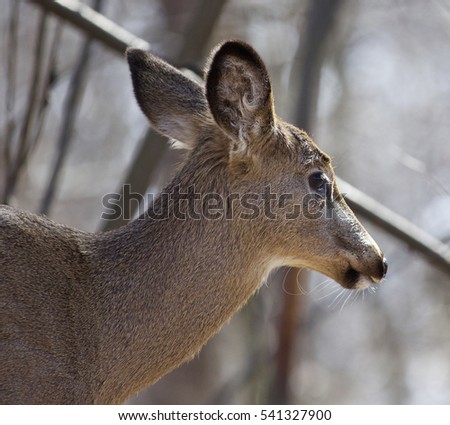 Beautiful isolated closeup of a wild deer in the forest