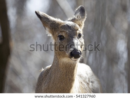 Beautiful isolated image with a wild deer in the forest