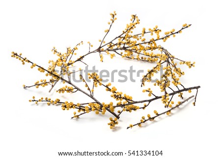 Yellow floral berry frame isolated on white. Flat lay. Christmas background wallpaper.