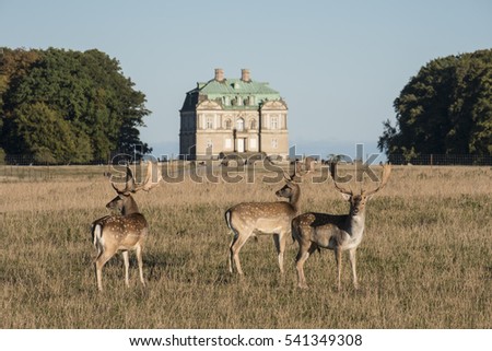 Fallow deers in the natural park Dyrehaven with the Erimitage Castle in the background.