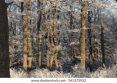 The forest. An own composition. Winter landscape.