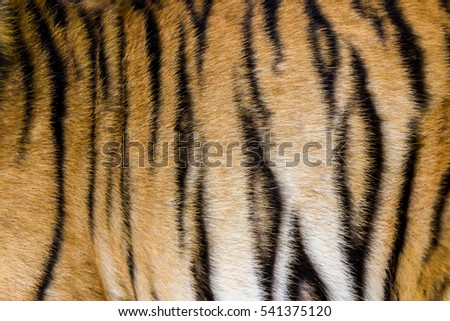 Tiger fur in a close-up, as a background image